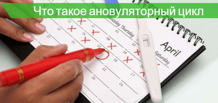 Ановуляторный цикл - возможна ли беременность